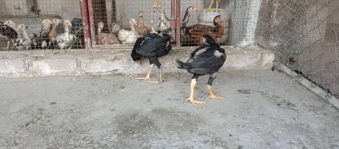 begum chick, white aseel female, golden buff, i