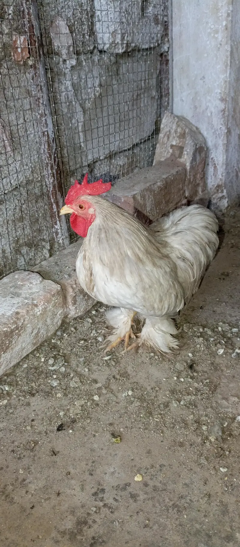 begum chick, white aseel female, golden buff, i — photo 2