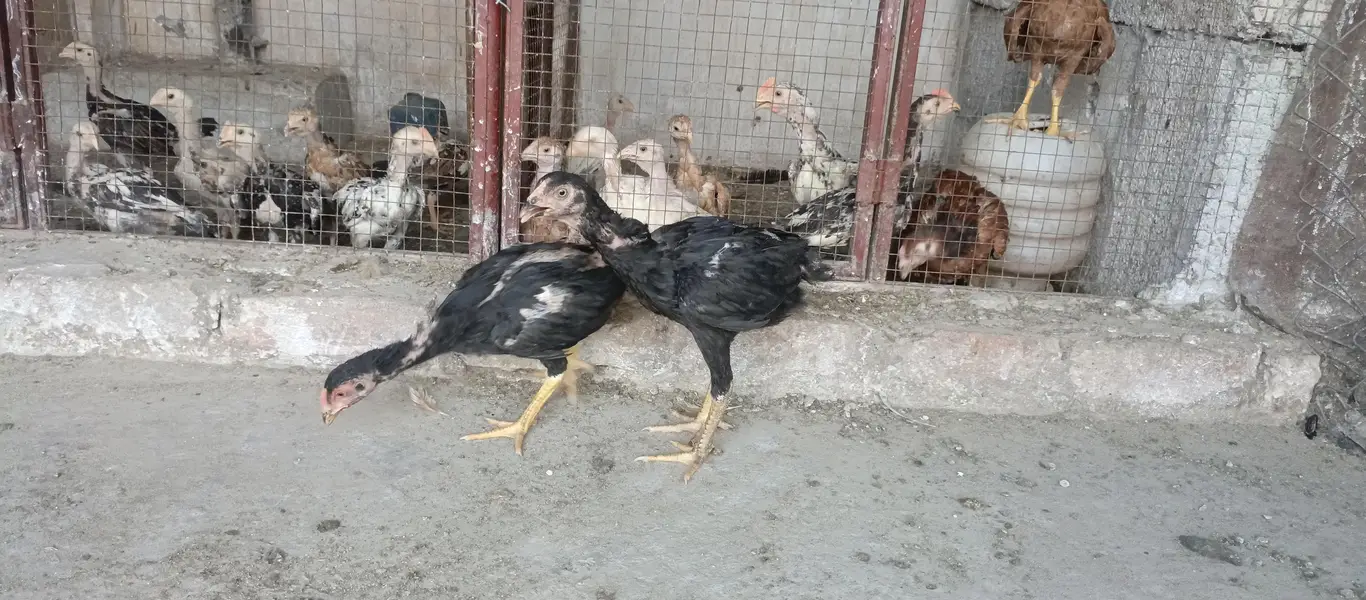 begum chick, white aseel female, golden buff, i — photo 3