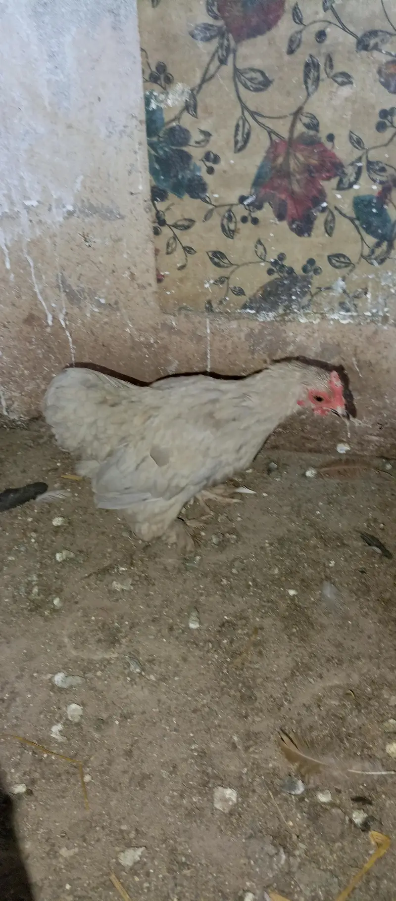 begum chick, white aseel female, golden buff, i — photo 4