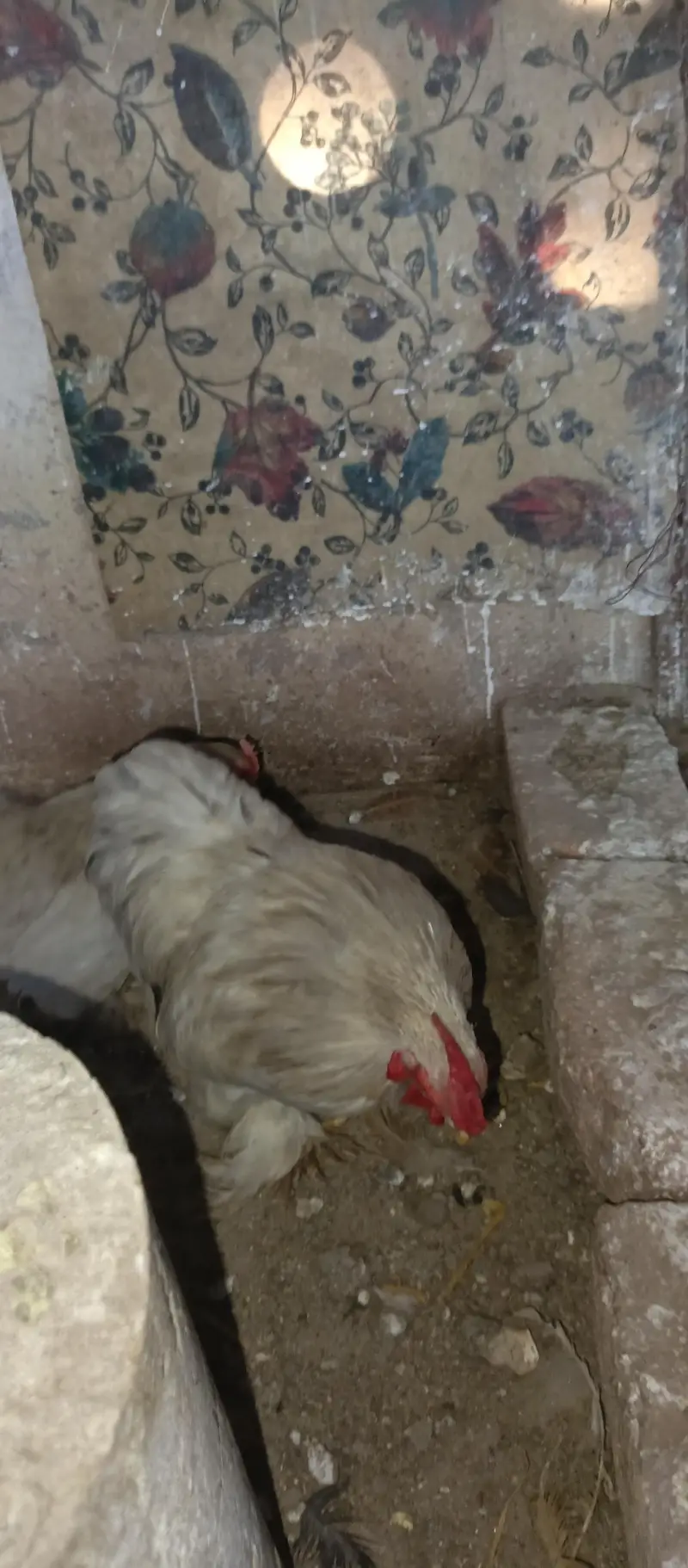 begum chick, white aseel female, golden buff, i — photo 5
