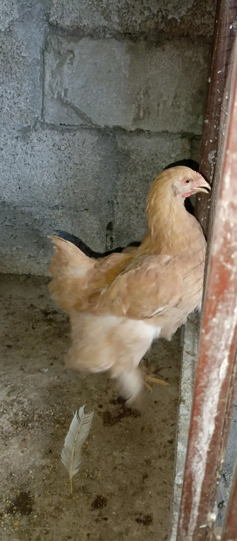 begum chick, white aseel female, golden buff, i — photo 6