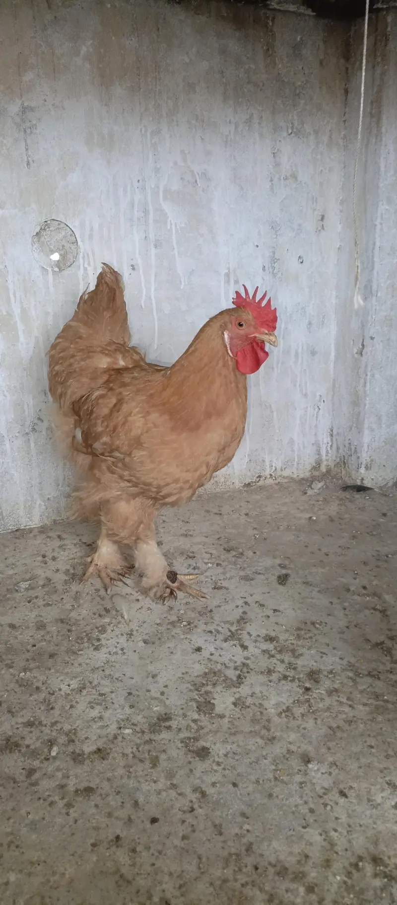 begum chick, white aseel female, golden buff, i — photo 7