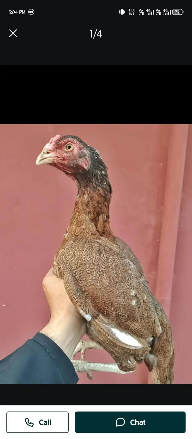 begum chick, white aseel female, golden buff, i — photo 8