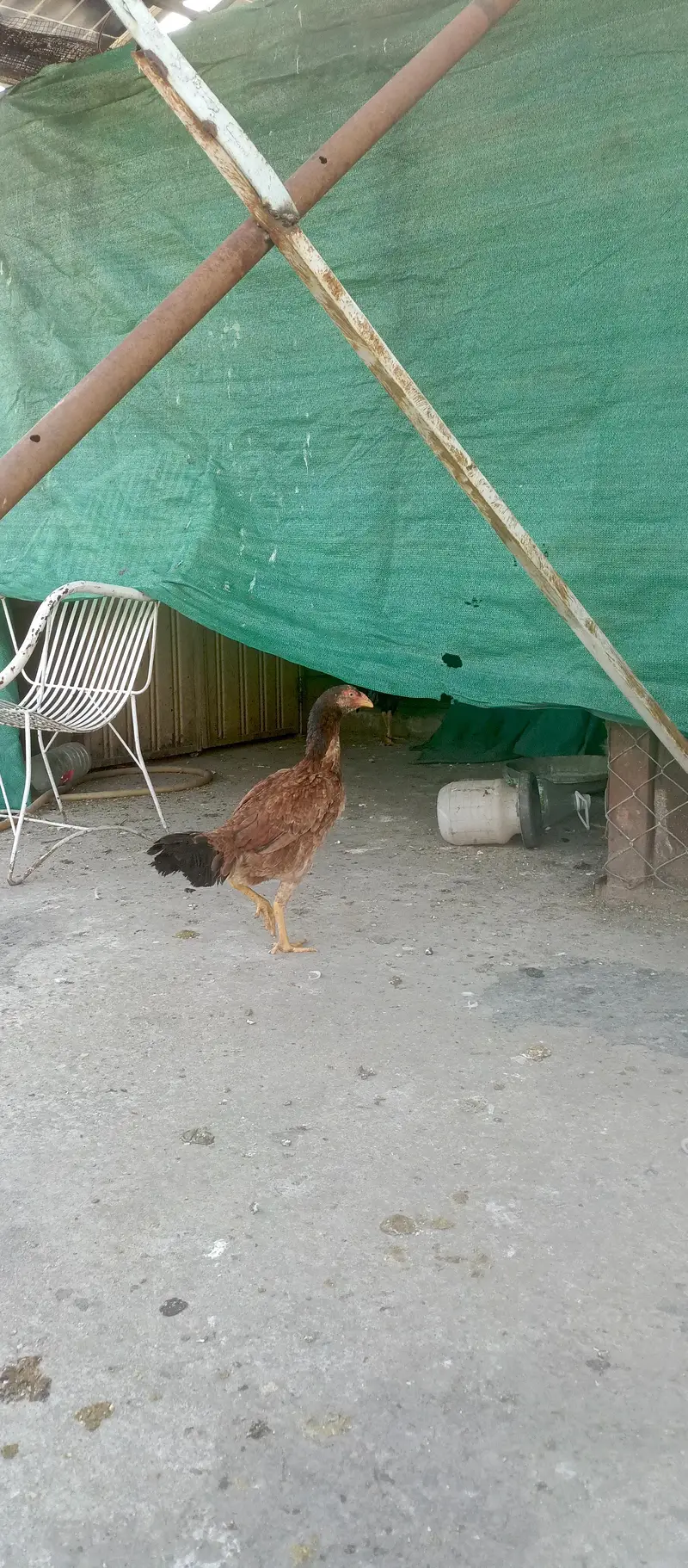 begum chick, white aseel female, golden buff, i — photo 9