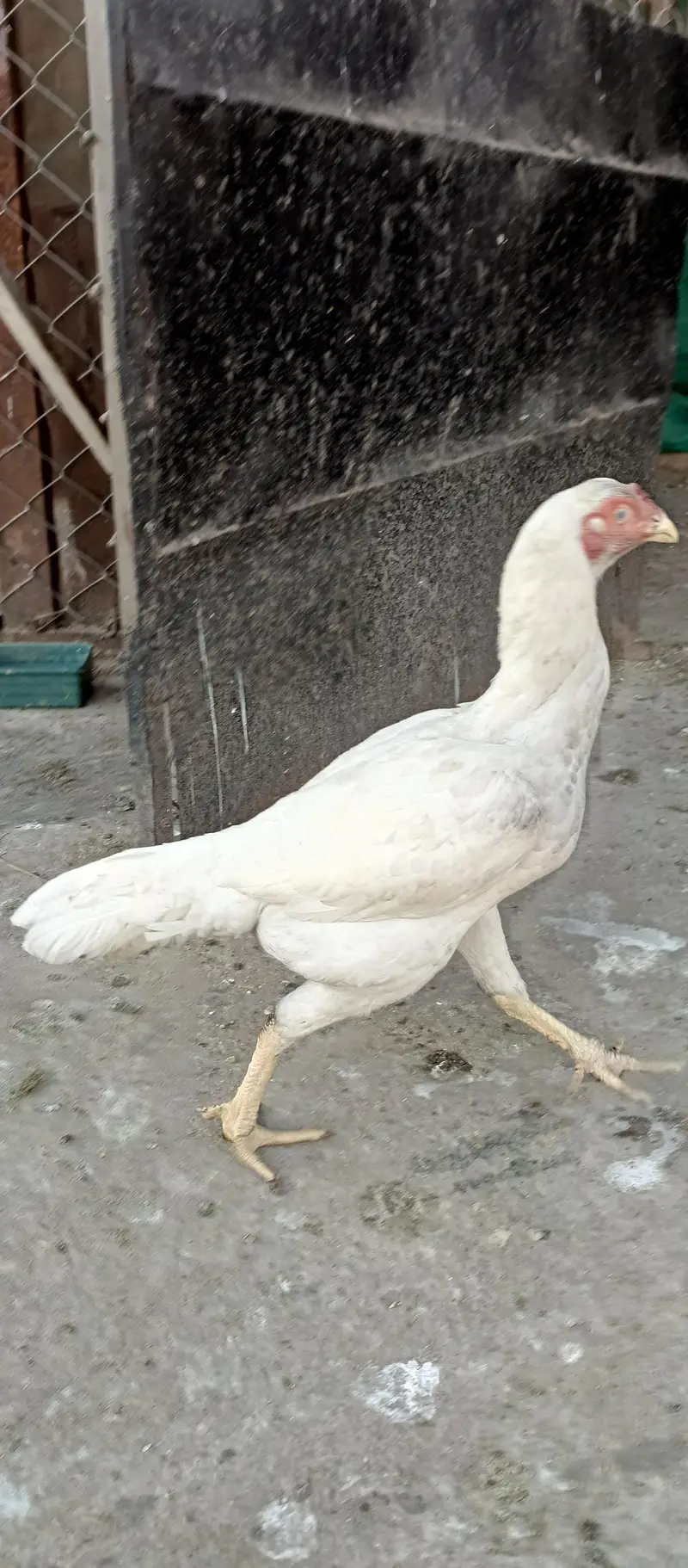 begum chick, white aseel female, golden buff, i — photo 10