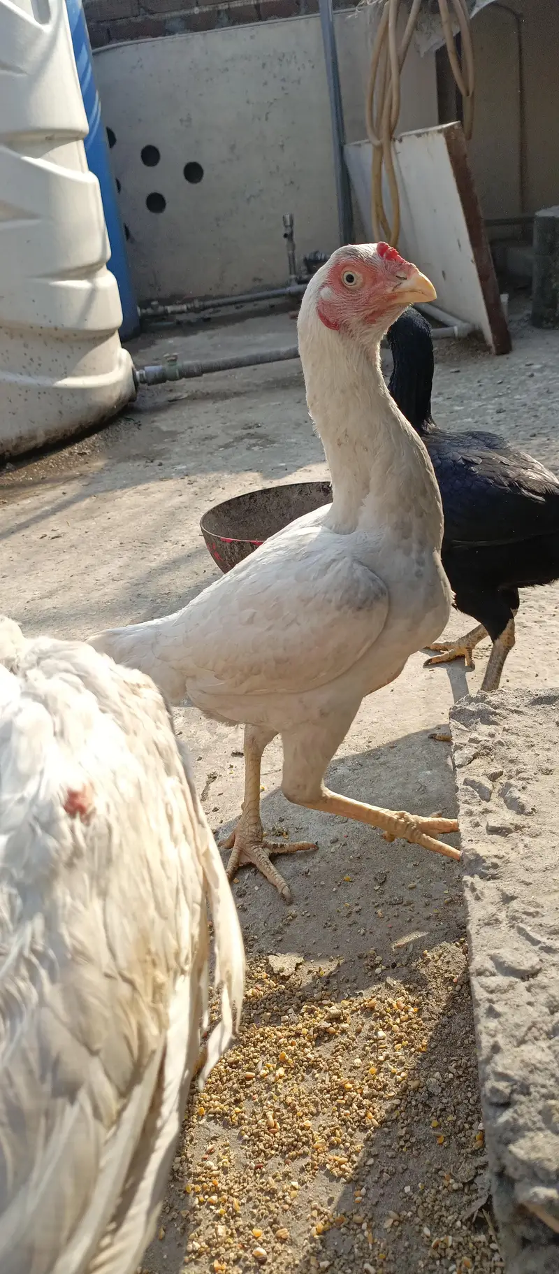 begum chick, white aseel female, golden buff, i — photo 11