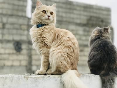 Cat for sale