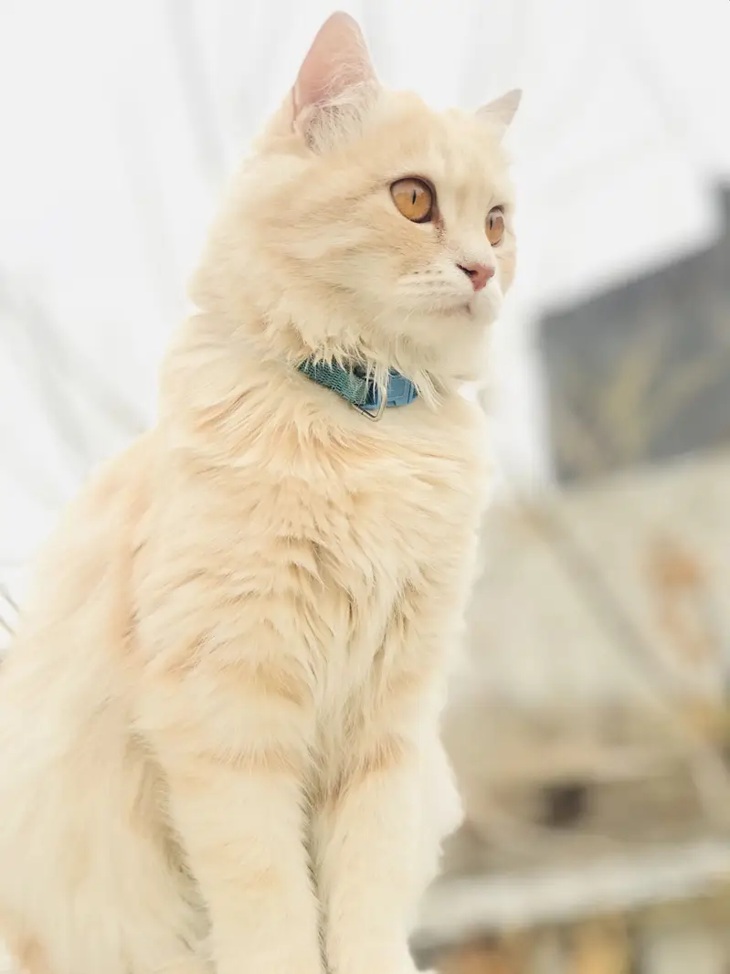 Cat for sale — photo 2
