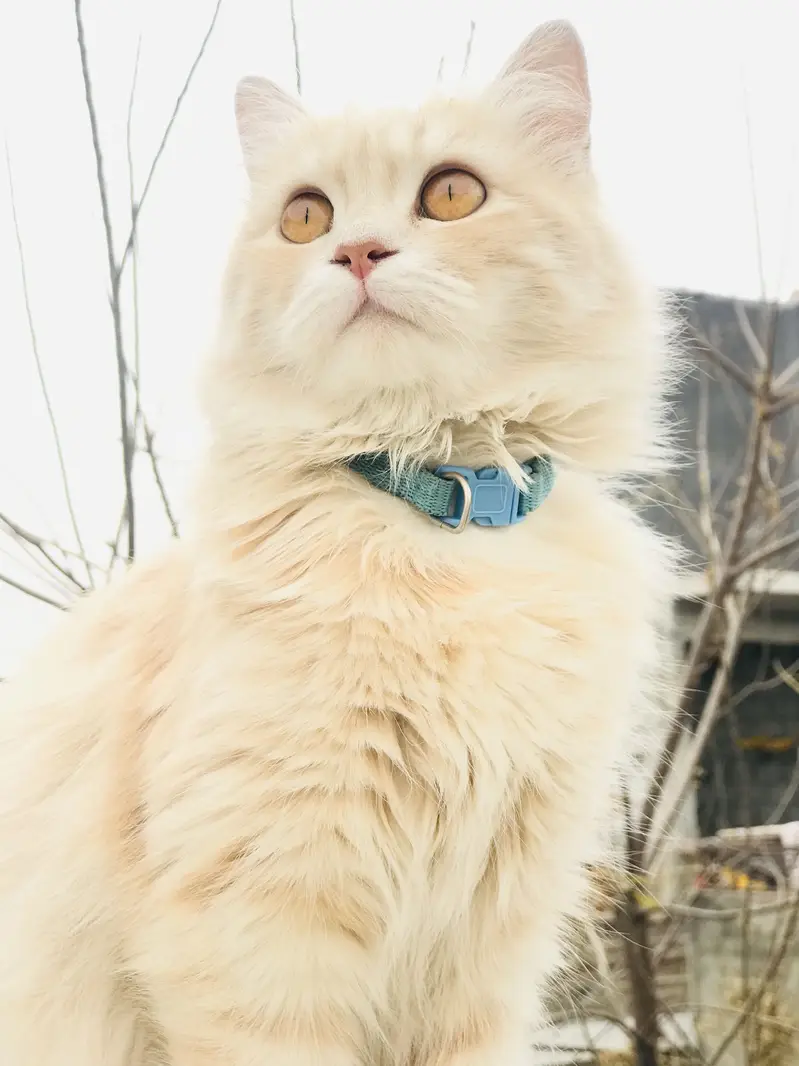 Cat for sale — photo 3