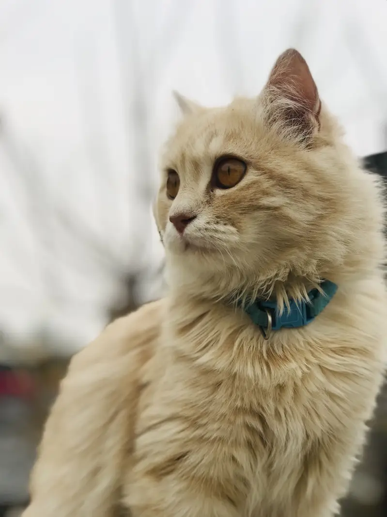 Cat for sale — photo 4