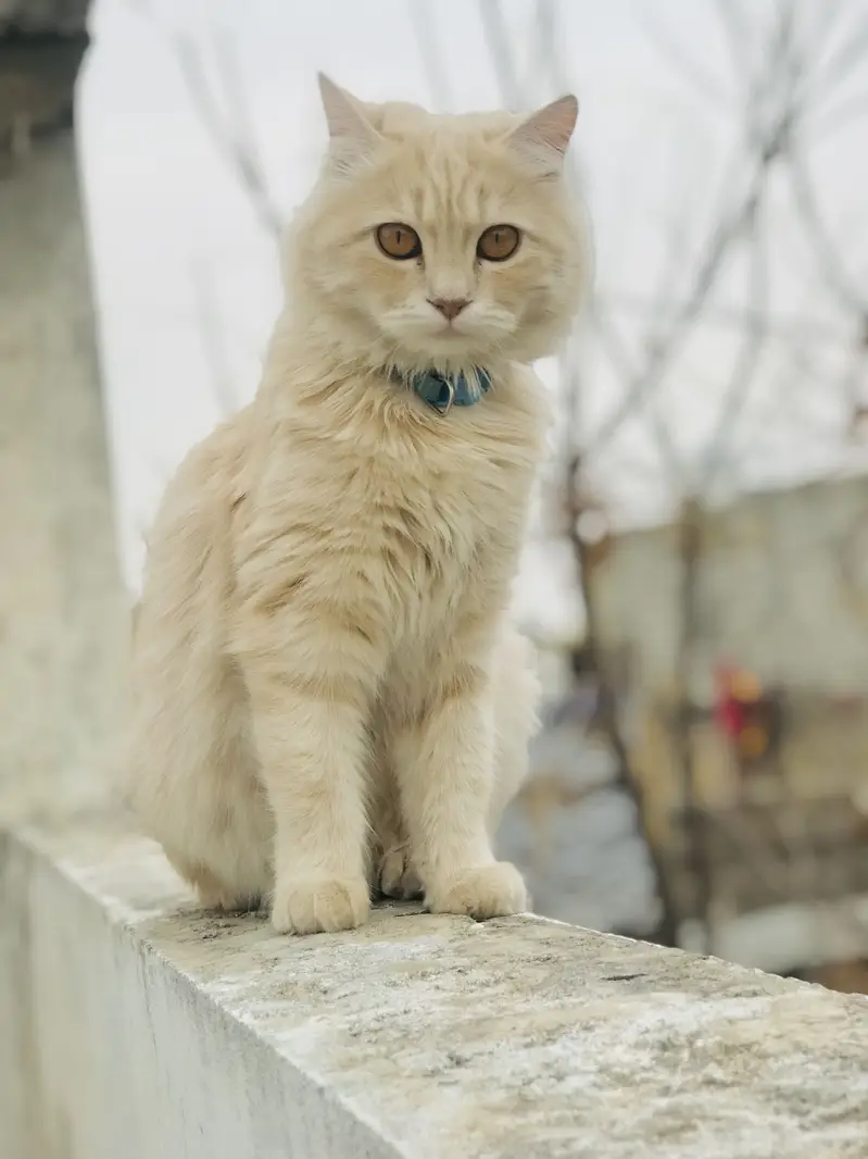 Cat for sale — photo 5