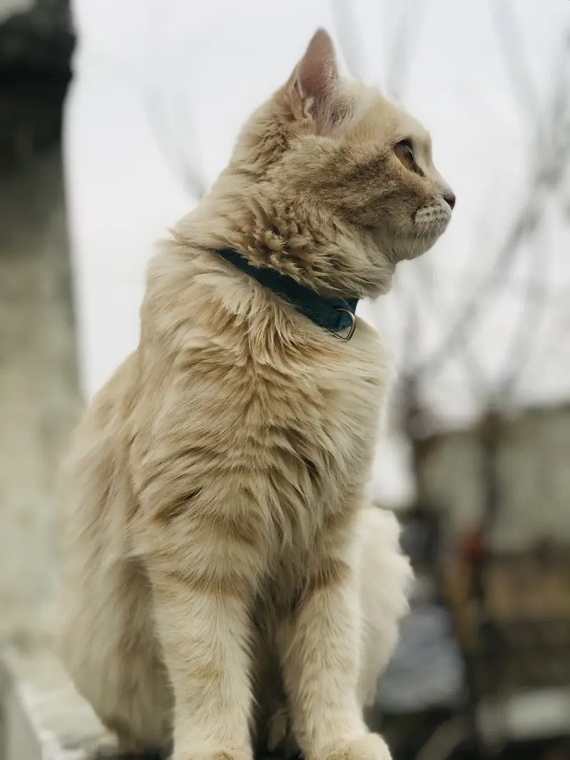Cat for sale — photo 6