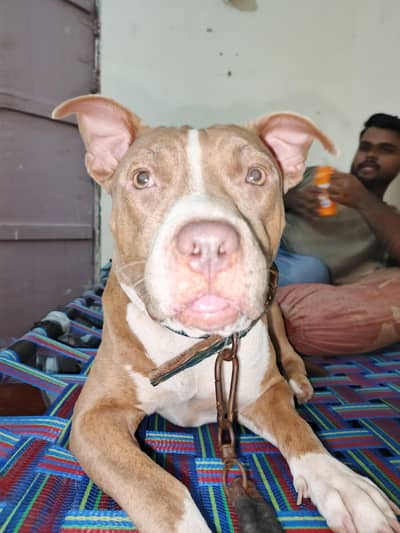 america pitbull