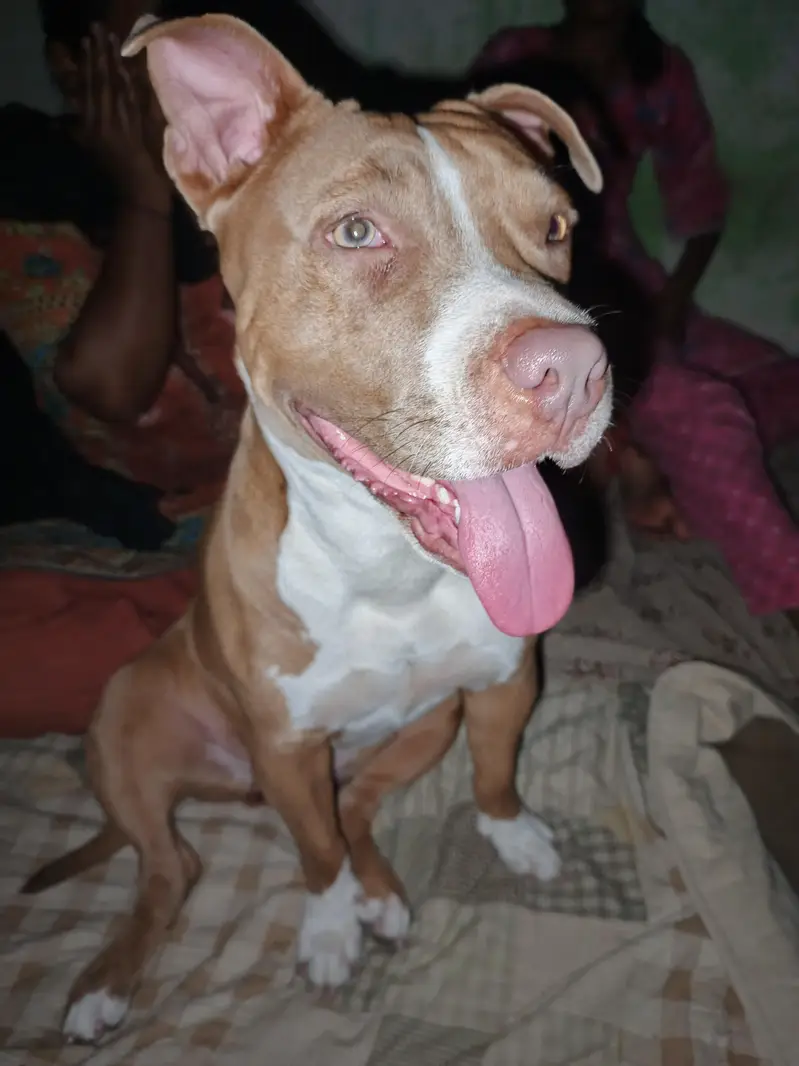 america pitbull — photo 2