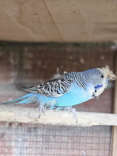Australian parrots for sale