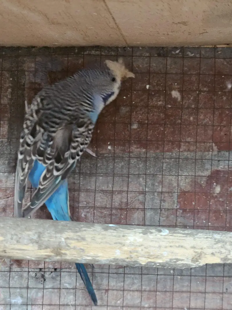 Australian parrots for sale — photo 2