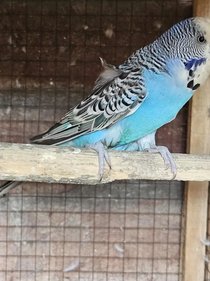 Australian parrots for sale — photo 3