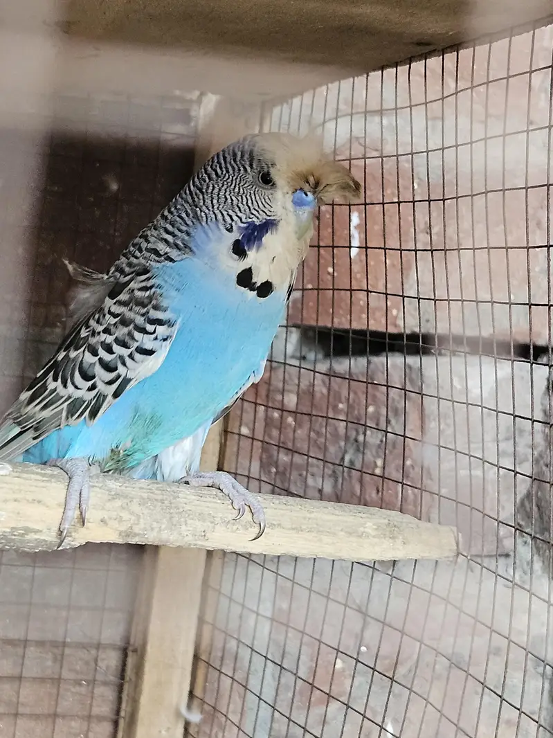 Australian parrots for sale — photo 4
