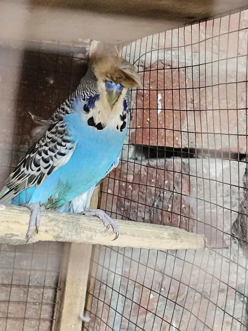 Australian parrots for sale — photo 5