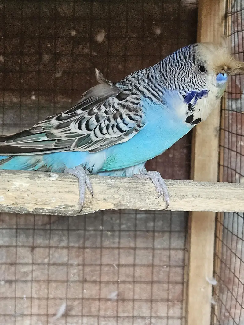 Australian parrots for sale — photo 6