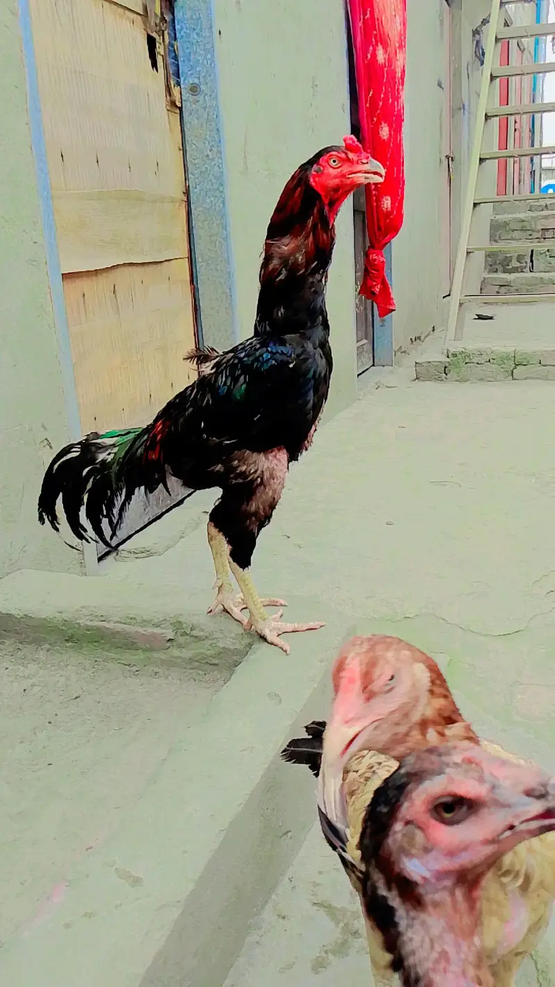 aseel — photo 3
