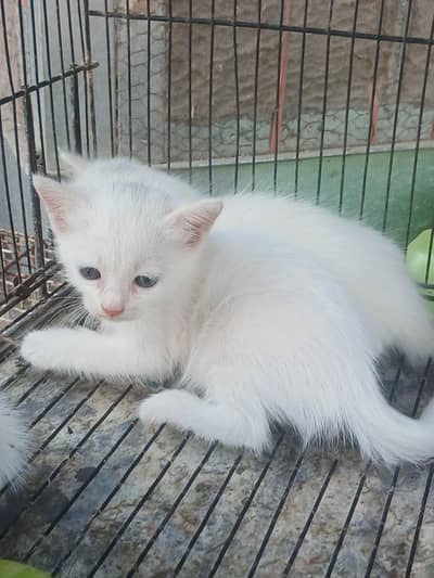 double coated white 5000 per piece
