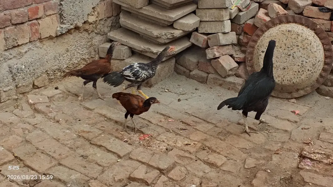 Aseel Hens — photo 2
