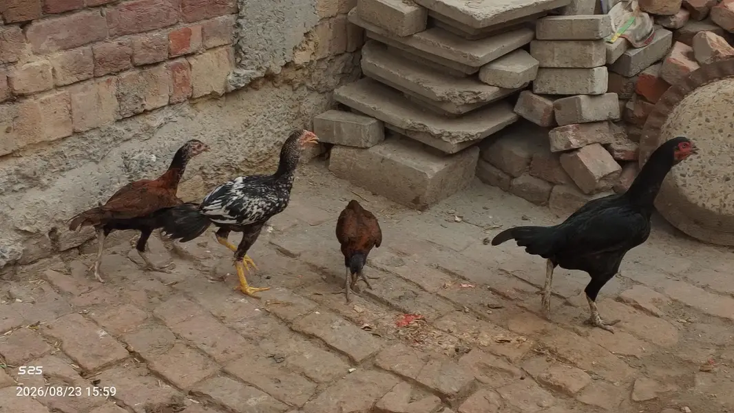 Aseel Hens — photo 3