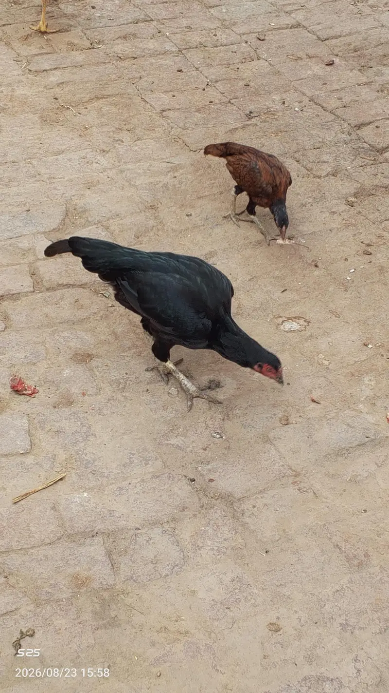 Aseel Hens — photo 4