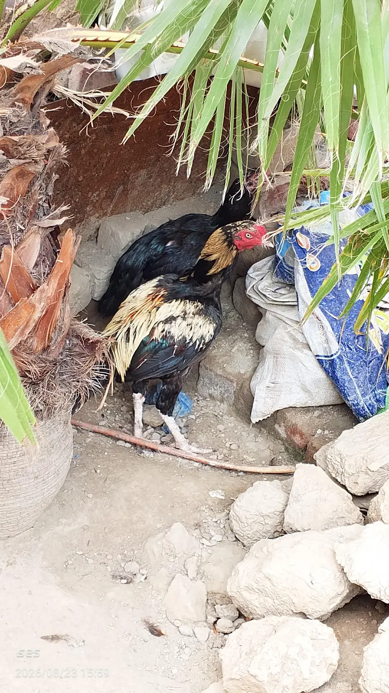 Aseel Hens — photo 5