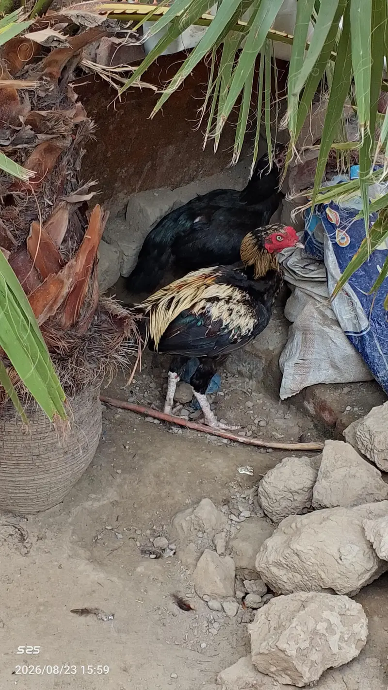 Aseel Hens — photo 6