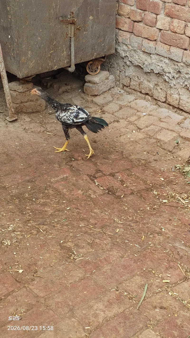 Aseel Hens — photo 7