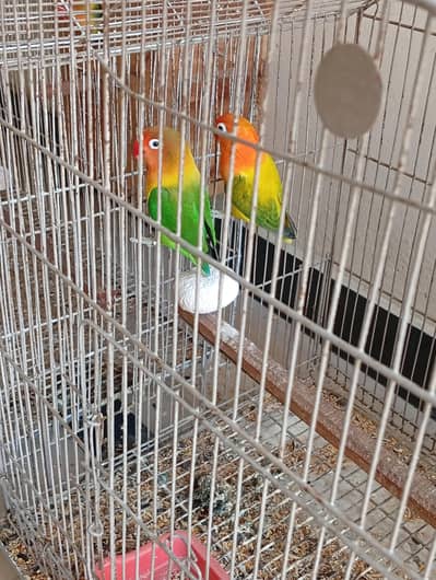 2 breeder pairs for sale