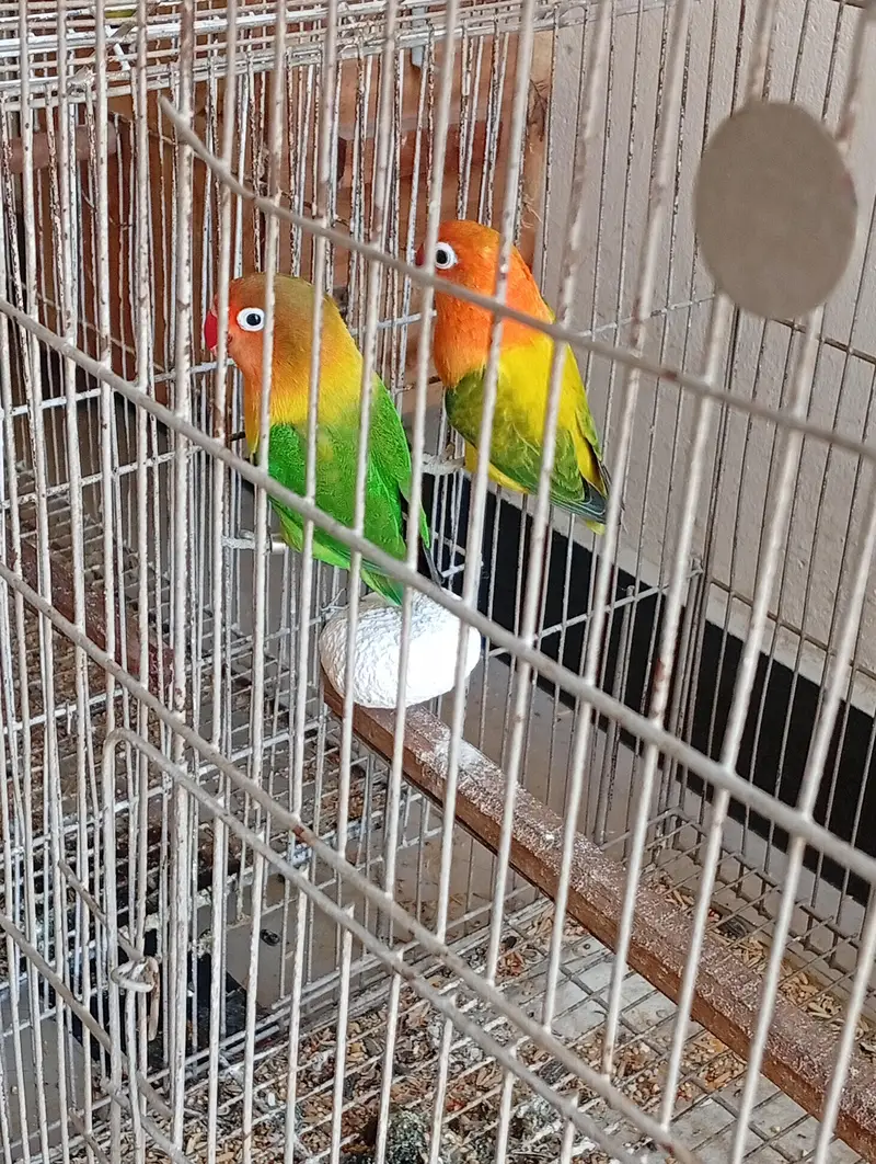2 breeder pairs for sale — photo 2