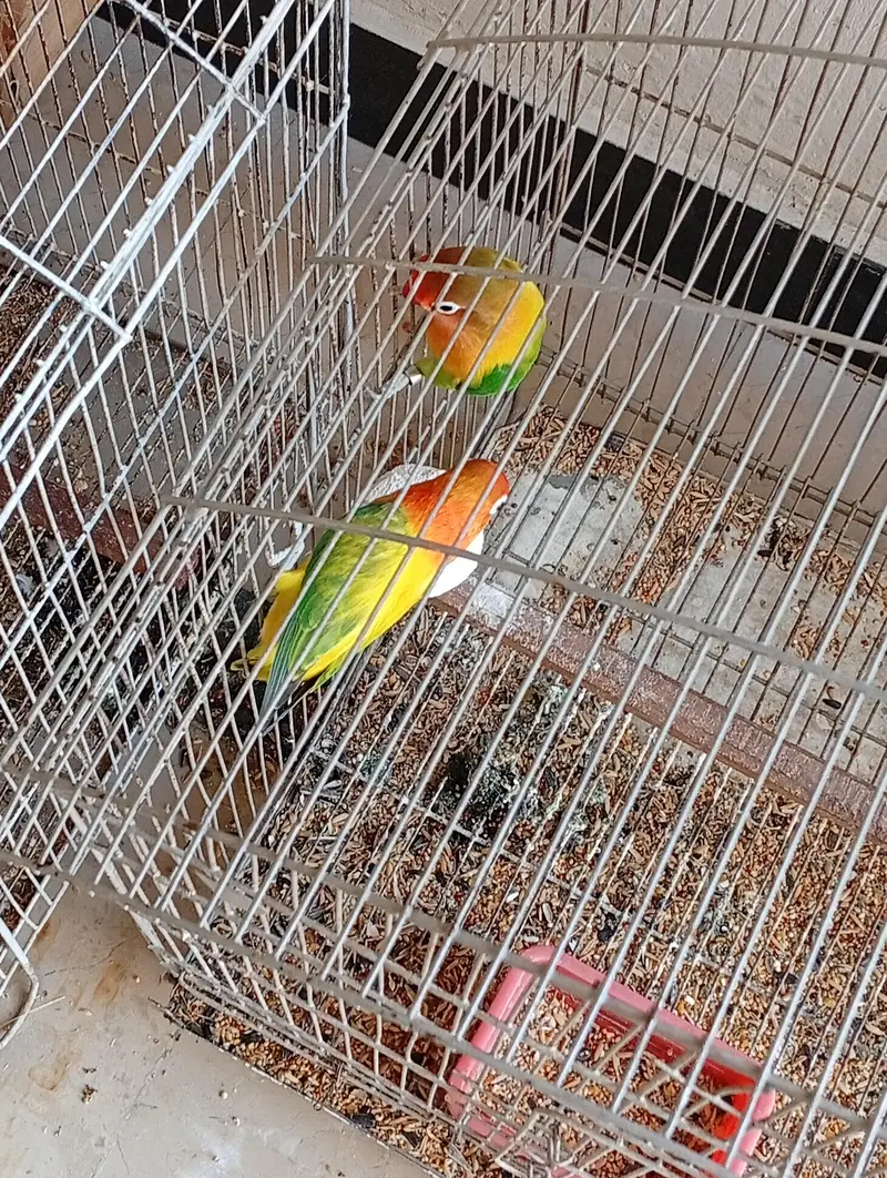 2 breeder pairs for sale — photo 3