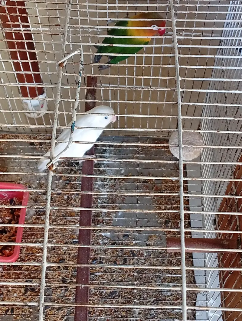 2 breeder pairs for sale — photo 4