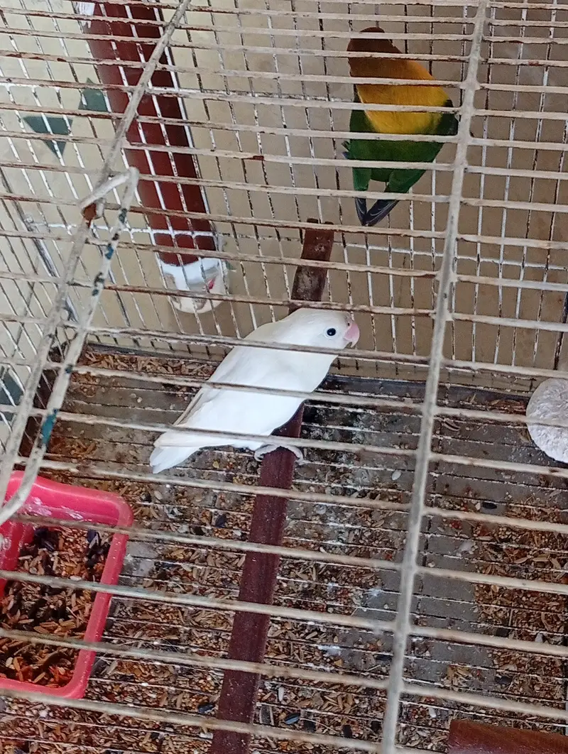 2 breeder pairs for sale — photo 5