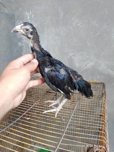 aseel chick