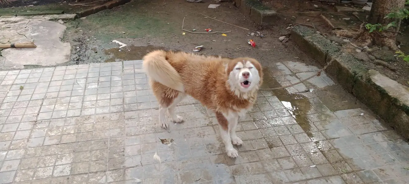 Serbian Husky 18 months age — photo 2