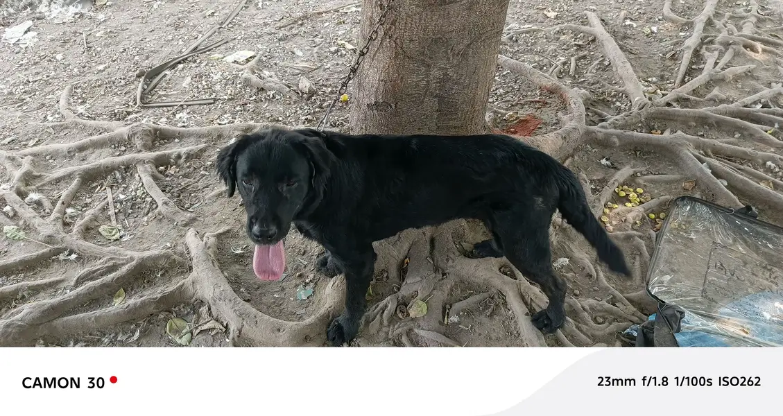 Jet black Labrador female — photo 3