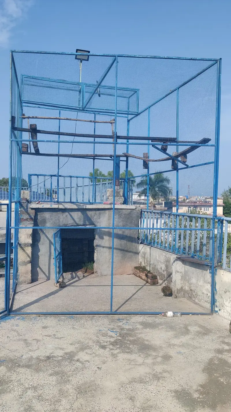 kabootar pinjra for urgent sale — photo 2