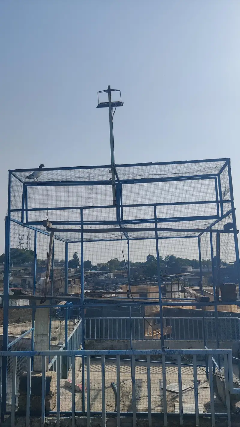 kabootar pinjra for urgent sale — photo 3