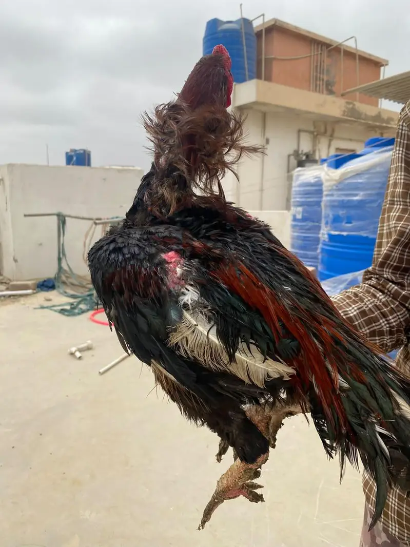 Aseel murgha / Lakha / mushka — photo 4