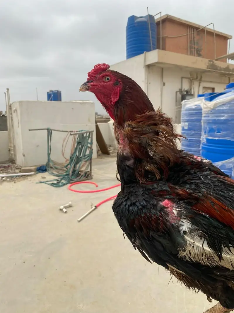 Aseel murgha / Lakha / mushka — photo 5