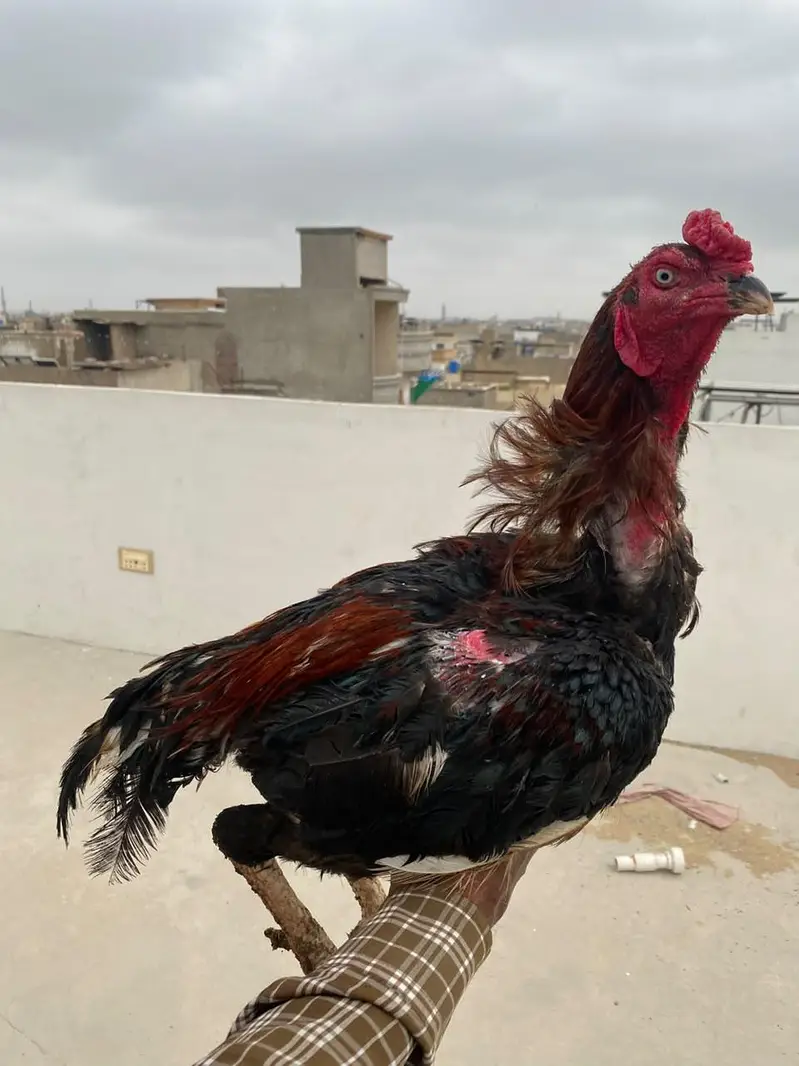 Aseel murgha / Lakha / mushka — photo 7