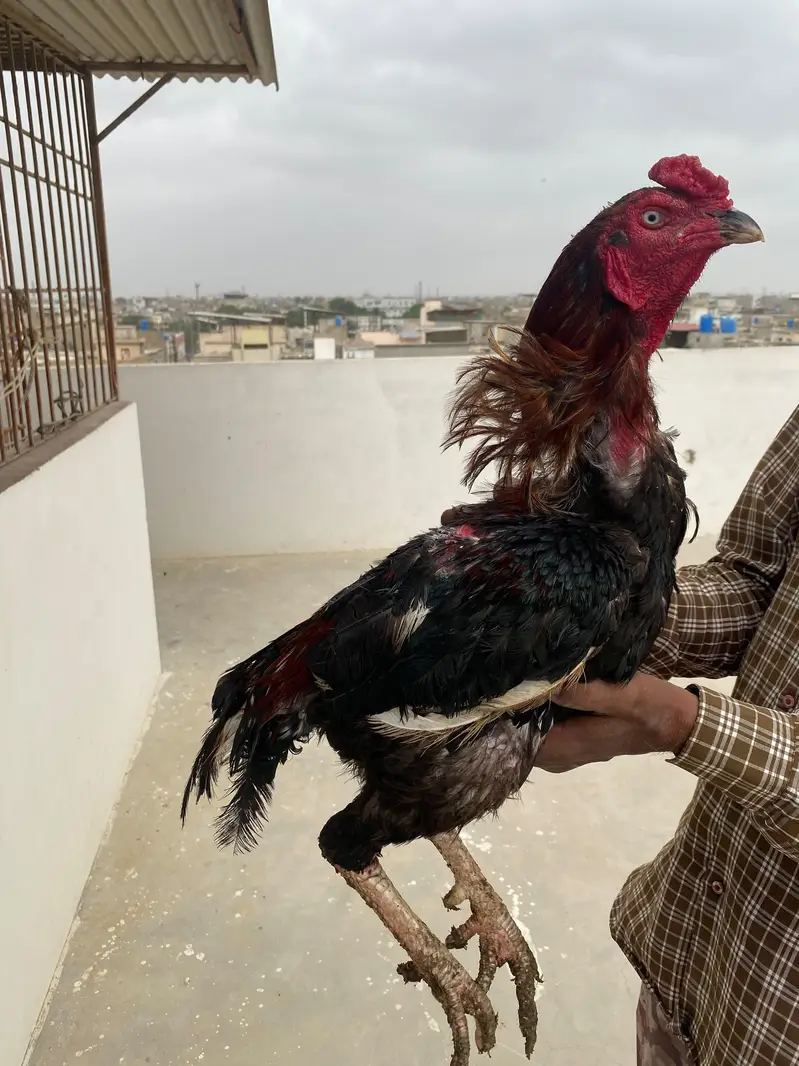 Aseel murgha / Lakha / mushka — photo 8