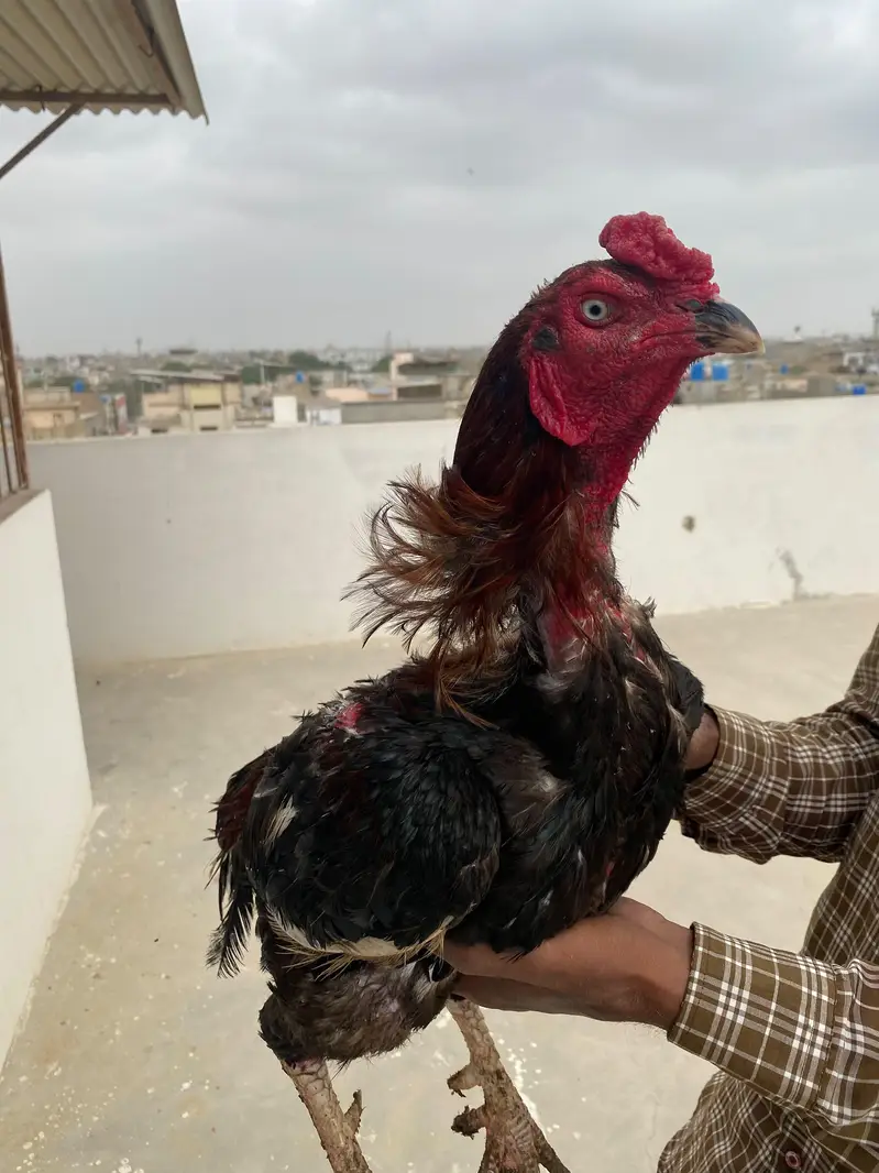 Aseel murgha / Lakha / mushka — photo 9