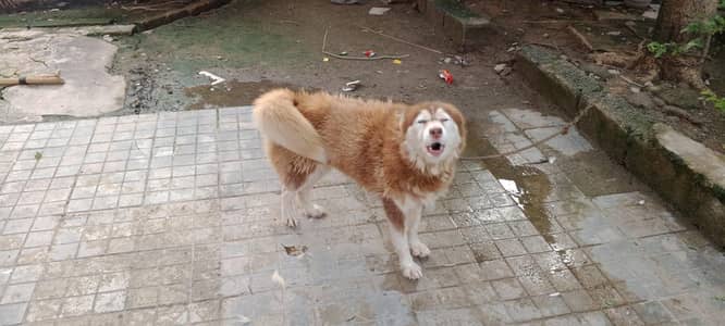 Serbian Husky 18 months age