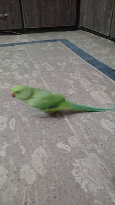 Green parrot female